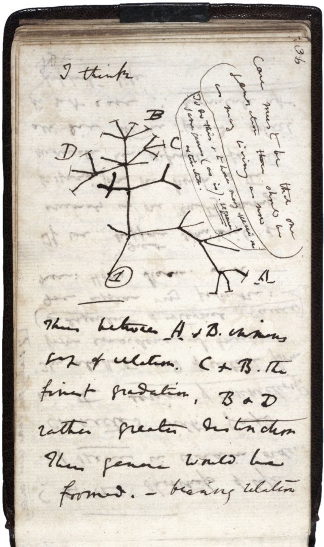 Darwin's notebook B from 1837 &mdash; the first sketch of the tree of life with 'I think' written above it